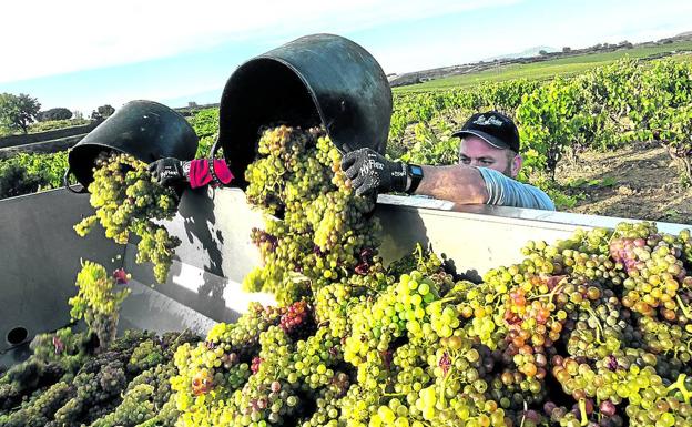 La Rioja redobla su apoyo al Consejo Regulador pero no recurrirá por 'Viñedos de Álava'