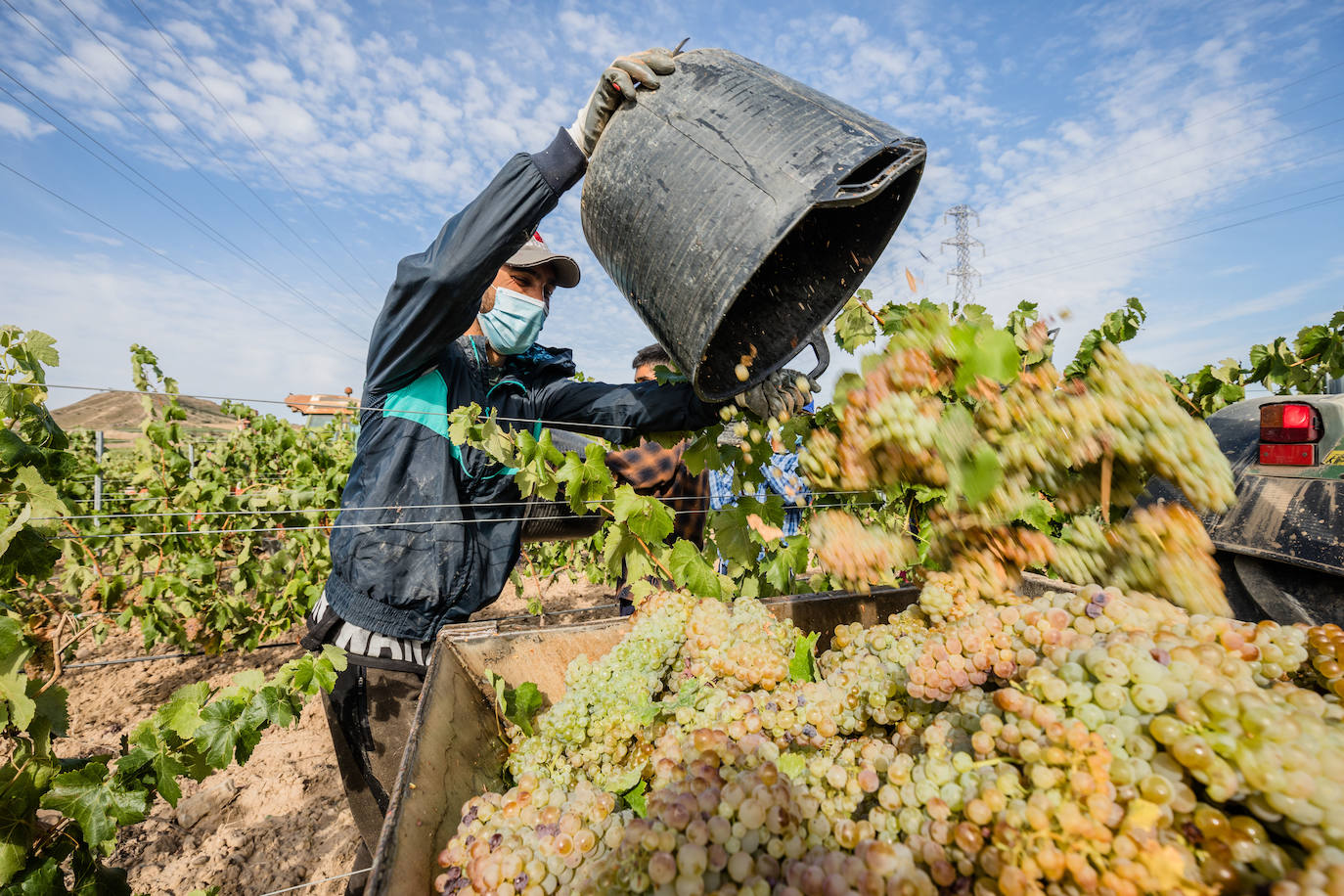 12,3 millones para mejorar la competitividad de los vinos de Rioja Alavesa y el txakoli
