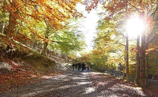 Cinco rutas por los bosques otoñales de Álava, Gipuzkoa, Cantabria y Navarra