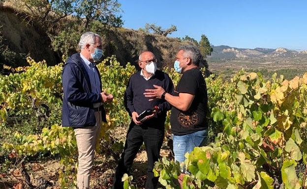 La Diputación estima que el coste de producción de un kilo de uva en Rioja Alavesa está entre 70 y 80 céntimos