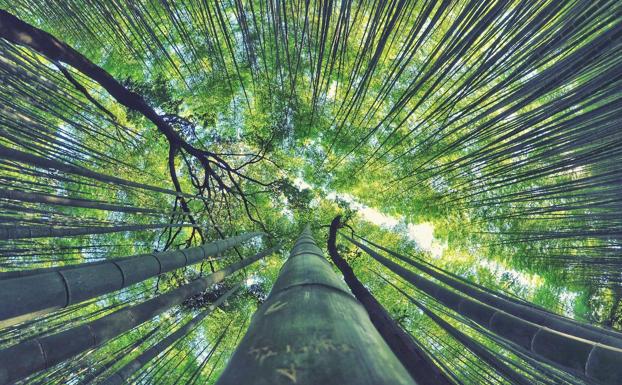 El plástico, ni con bambú