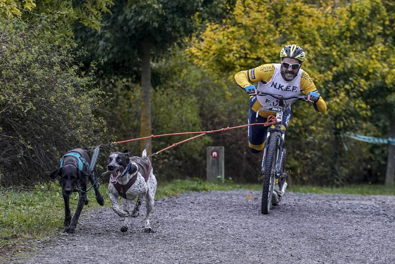 Las mejores imágenes del Campeonato de Euskadi y Navarra de mushing