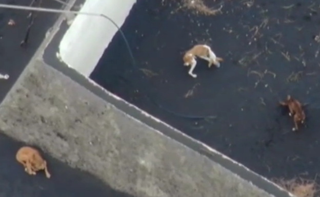Drones para rescatar a cuatro perros rodeados por la lava en La Palma
