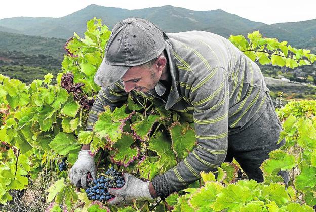 Rioja Alavesa cierra una vendimia de «gran calidad» y una cantidad similar al año pasado