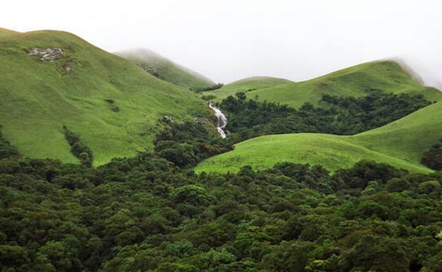 Indiako baso santutegi bat zaintzen duten emakumeak