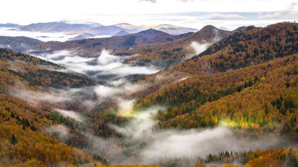 Diez bosques donde perderse para disfrutar del otoño