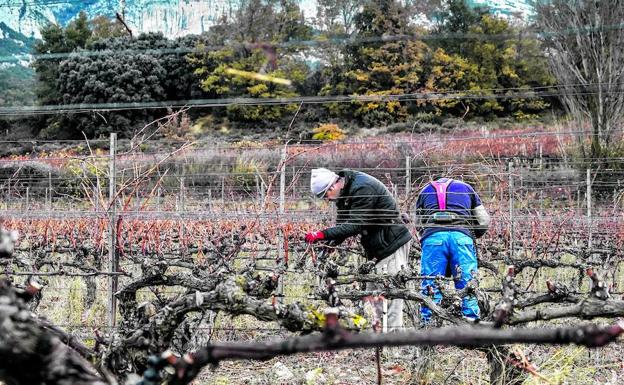 La batalla por el poder en Rioja Alavesa se libra gota a gota