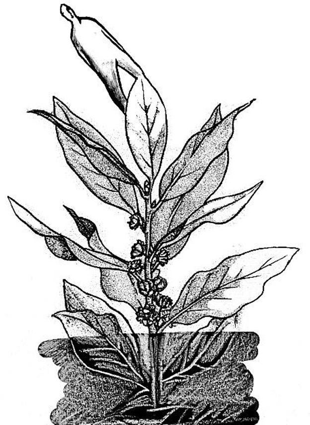 TSJPV y pasaporte covid