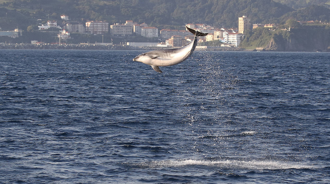 Ocho especies de cetáceos se dejan ver frente a Urdaibai