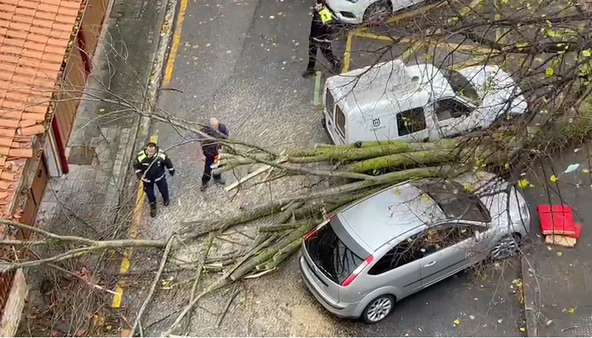 El temporal de viento, lluvia y nieve deja balsas de agua, árboles caídos y puertos cerrados en Euskadi