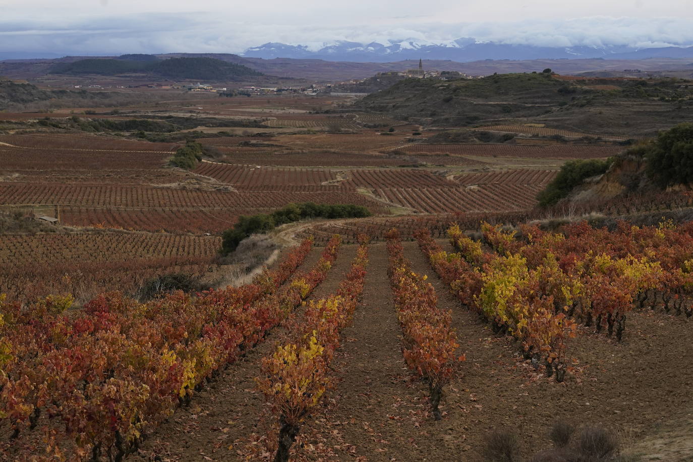 Rioja Alavesa ha perdido medio centenar de pequeñas bodegas en la última década