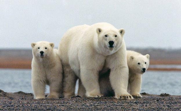 Ocho curiosidades del oso polar, el carnívoro más grande del planeta