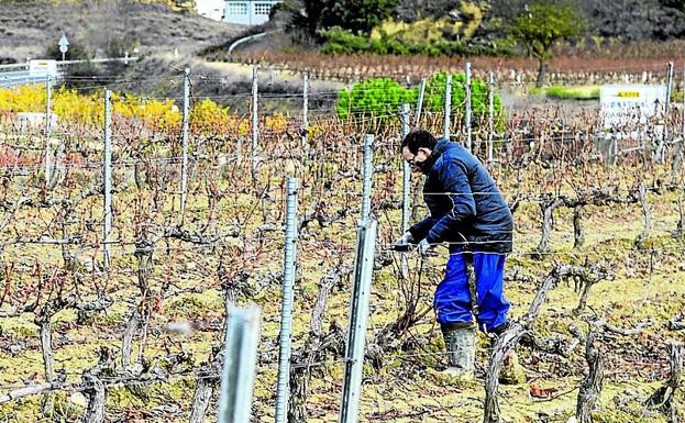 En Rioja Alavesa futuro es sinónimo de diferenciación
