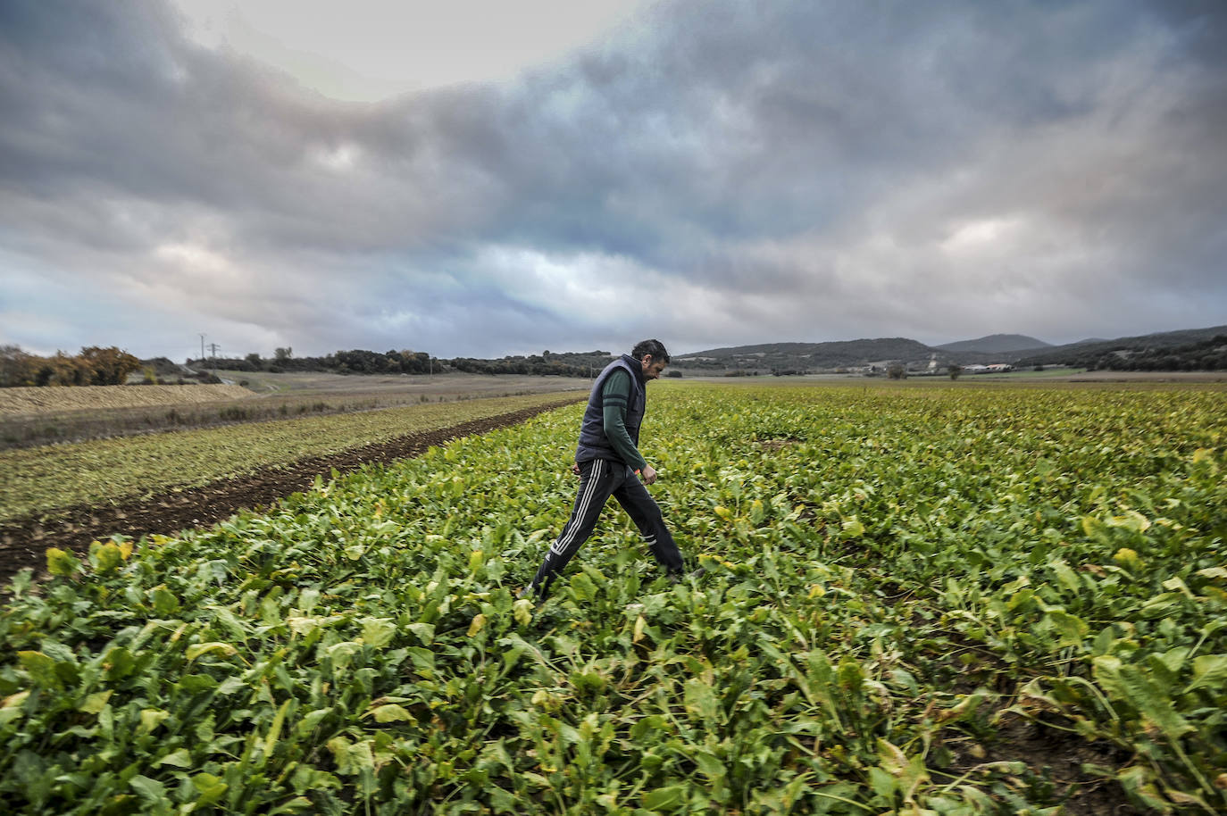 El fin del año más incierto para el campo alavés