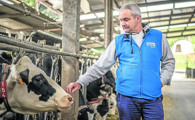 El robot que mima a sus vacas