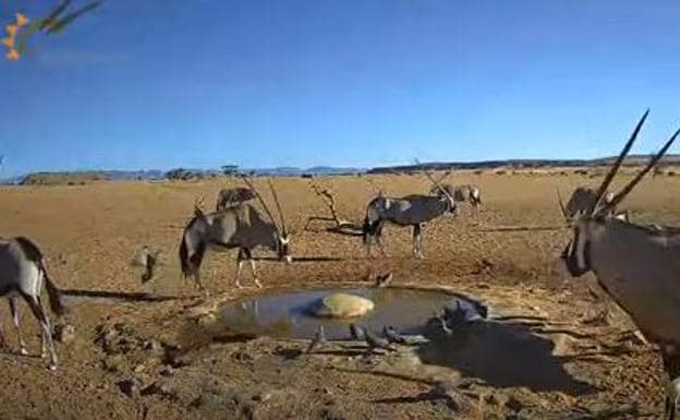Contempla en tiempo real cómo viven los animales de un desierto de Namibia