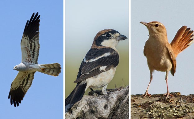 El aguilucho cenizo, el alcaudón común y el alzacola rojizo, los candidatos a ser Ave del Año en 2022