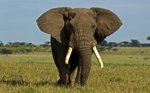 300 licencias para que las empresas de safaris oferten cazar elefantes en Botsuana