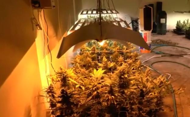 Desmantelan un cultivo con 650 plantas de marihuana en una lonja de Leioa