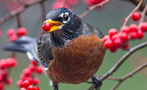 La extinción de animales obstaculiza la adaptación de las plantas al calentamiento global