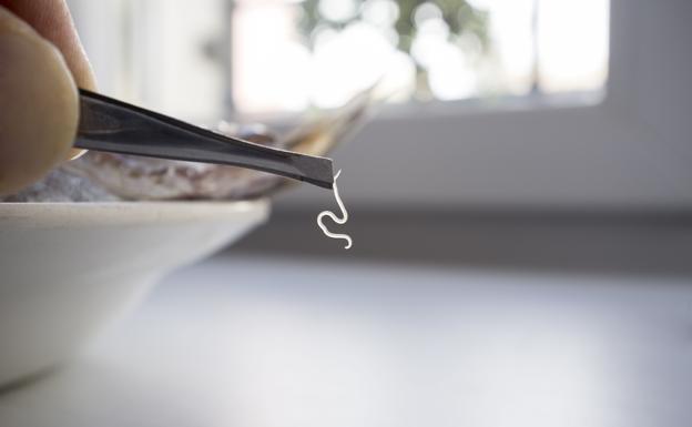 ¿Cuándo es necesario congelar el pescado para evitar el anisakis?