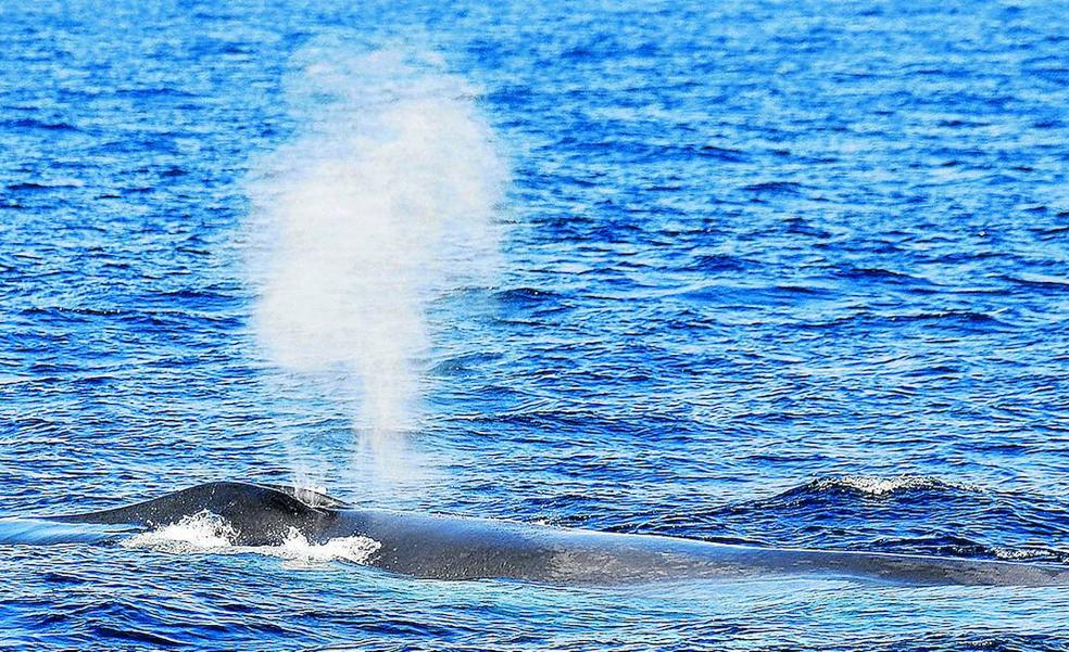 Las salidas para ver ballenas en Bizkaia cierran el mejor año de su historia