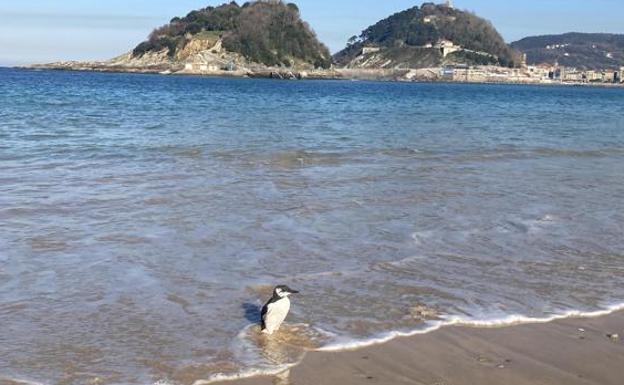 ¿Un pingüino en San Sebastián?
