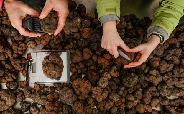 El perfume salvaje de las trufas alavesas