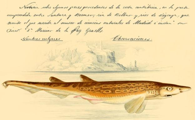 El pescado que nadie quería en Euskadi