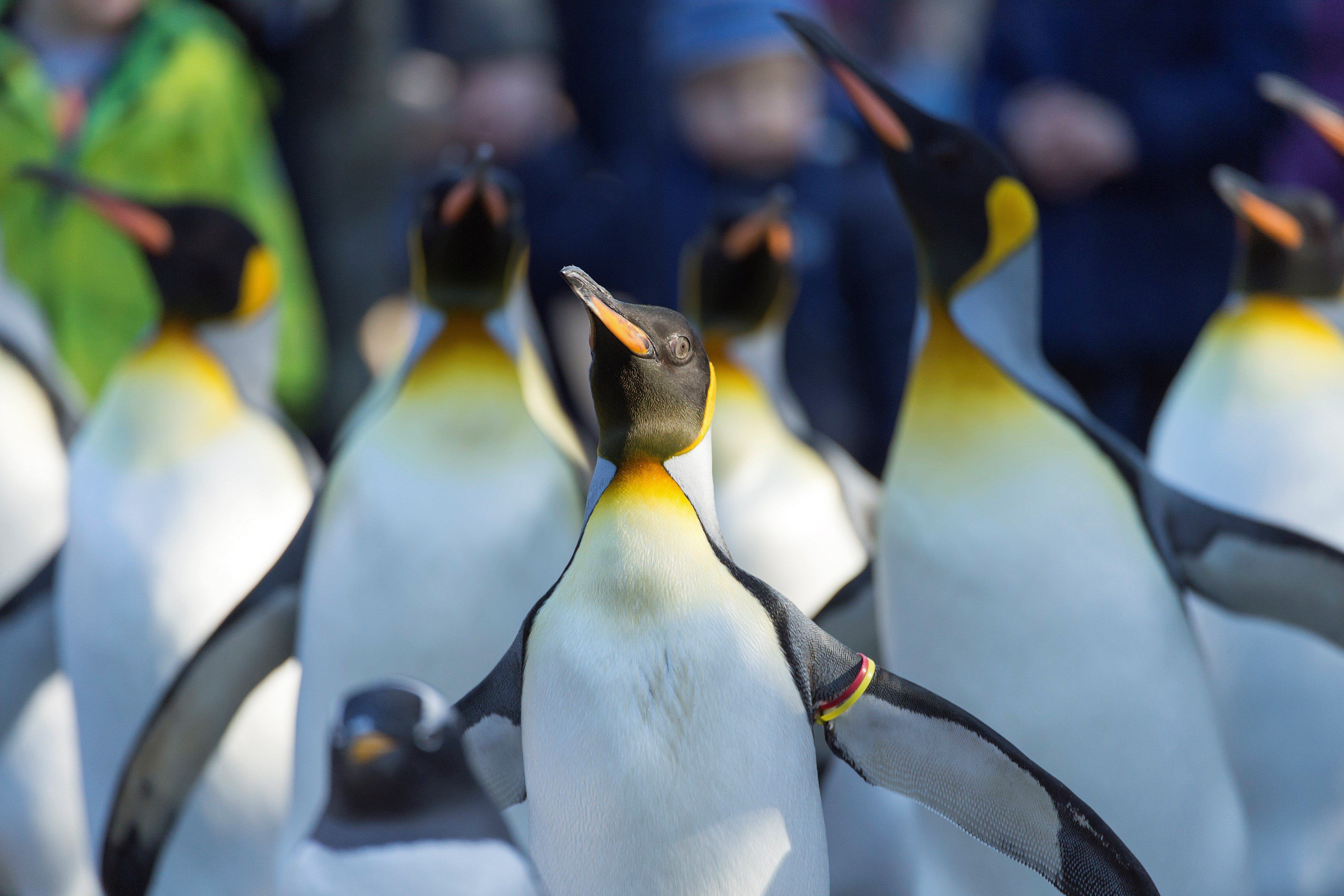 El cambio climático en la Antártida exilia a los pingüinos