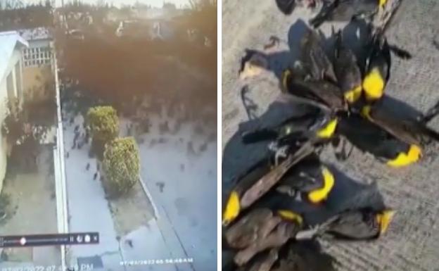 Cientos de pájaros caen muertos en pleno vuelo en México