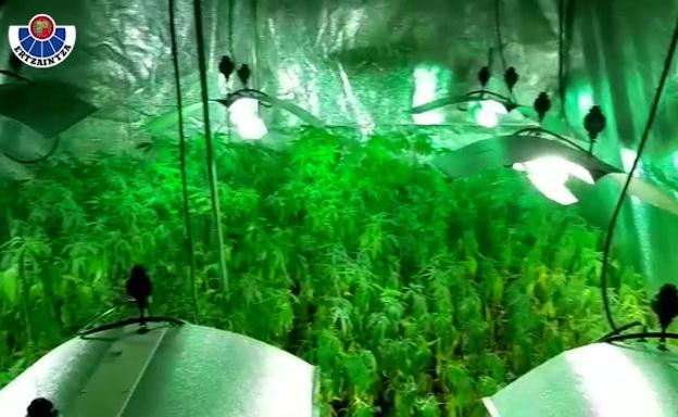 Hallan 1.600 plantas de marihuana en una nave industrial de Ispaster