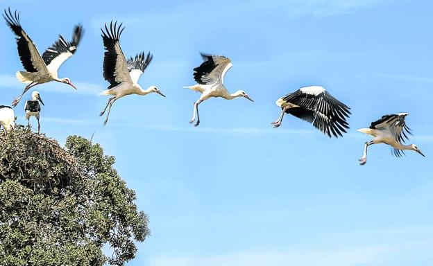 185 parejas de cigüeñas blancas crían ya en Álava, pero cada vez tienen menos pollos