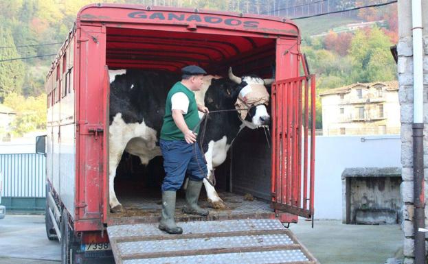 Llodio destina 12.000 euros al transporte de ganado al matadero