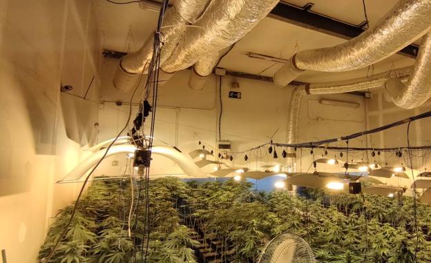 La Policía de Basauri detiene a tres personas e incauta 700 plantas de marihuana en dos instalaciones