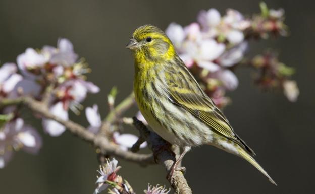 El aumento de las temperaturas adelanta la reproducción en las aves no migratorias