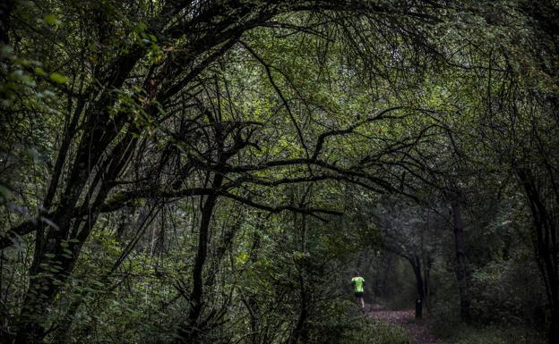 La conexión con la naturaleza vitoriana de 'Baños de bosque'