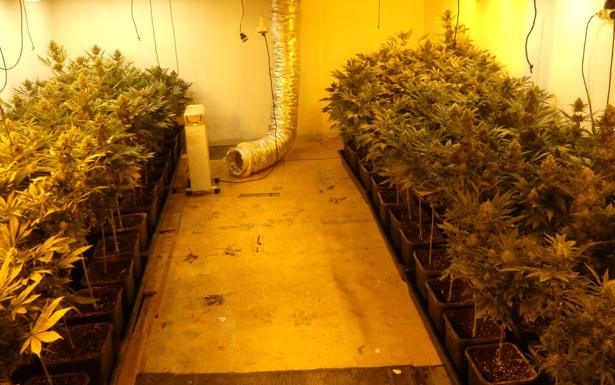Hallan una plantación con 780 plantas de marihuana en un caserío de Ereño