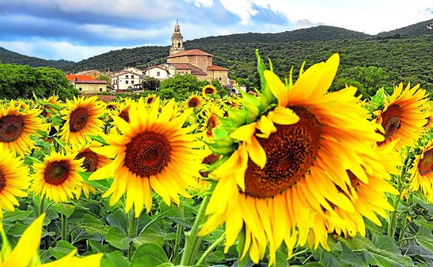 Álava quiere plantar más girasol y menos patata por la guerra