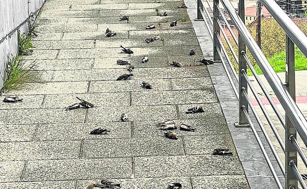 Medio centenar de pájaros muertos al estrellarse junto al ascensor de Arangoiti