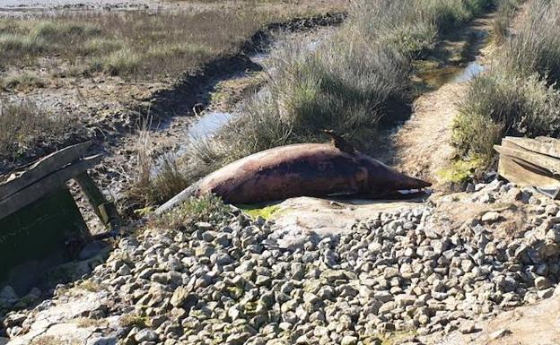 Hallan un delfín muerto en la tejera de Murueta