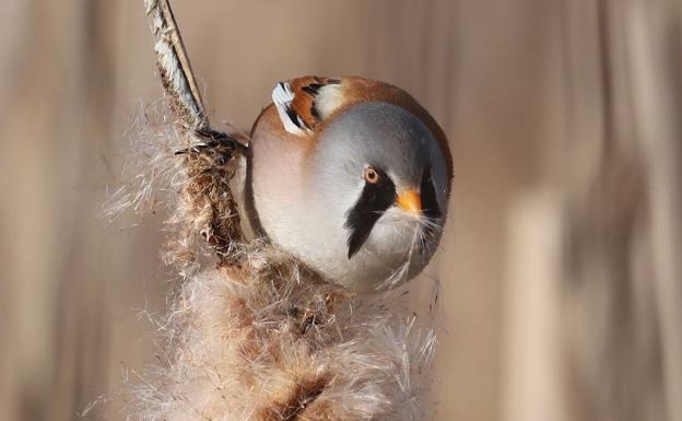 111 planes 'verdes' para la primavera de Vitoria