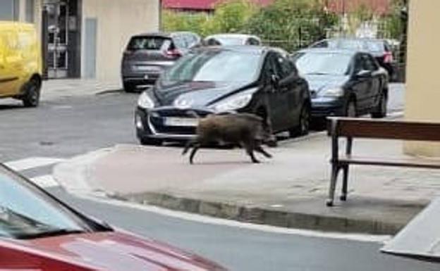 Un jabalí recorre el centro de Llodio a plena luz del día