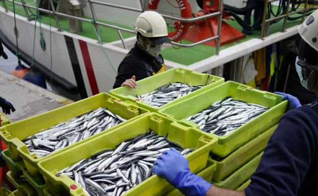 Una atípico inicio de la campaña de la anchoa en Euskadi se salda con solo 830 toneladas