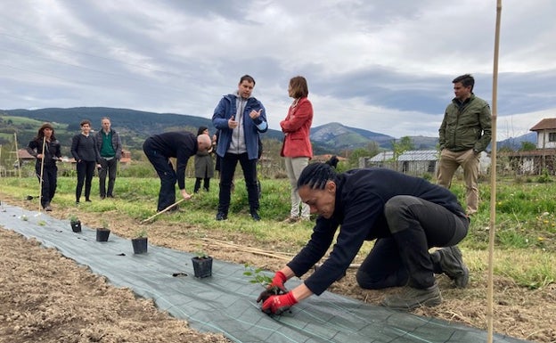 Prueban a plantar lúpulo silvestre en Zalla para la primera cerveza vasca 100% de kilómetro cero