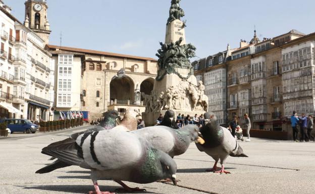 Vitoria esterilizará y capturará palomas para «reducir» su población