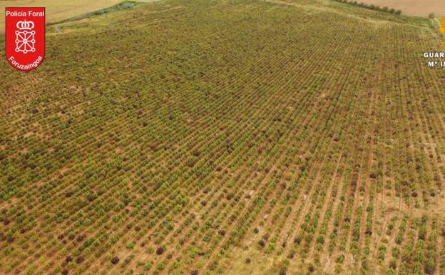 Desmantelan en Navarra el mayor cultivo de marihuana de Europa