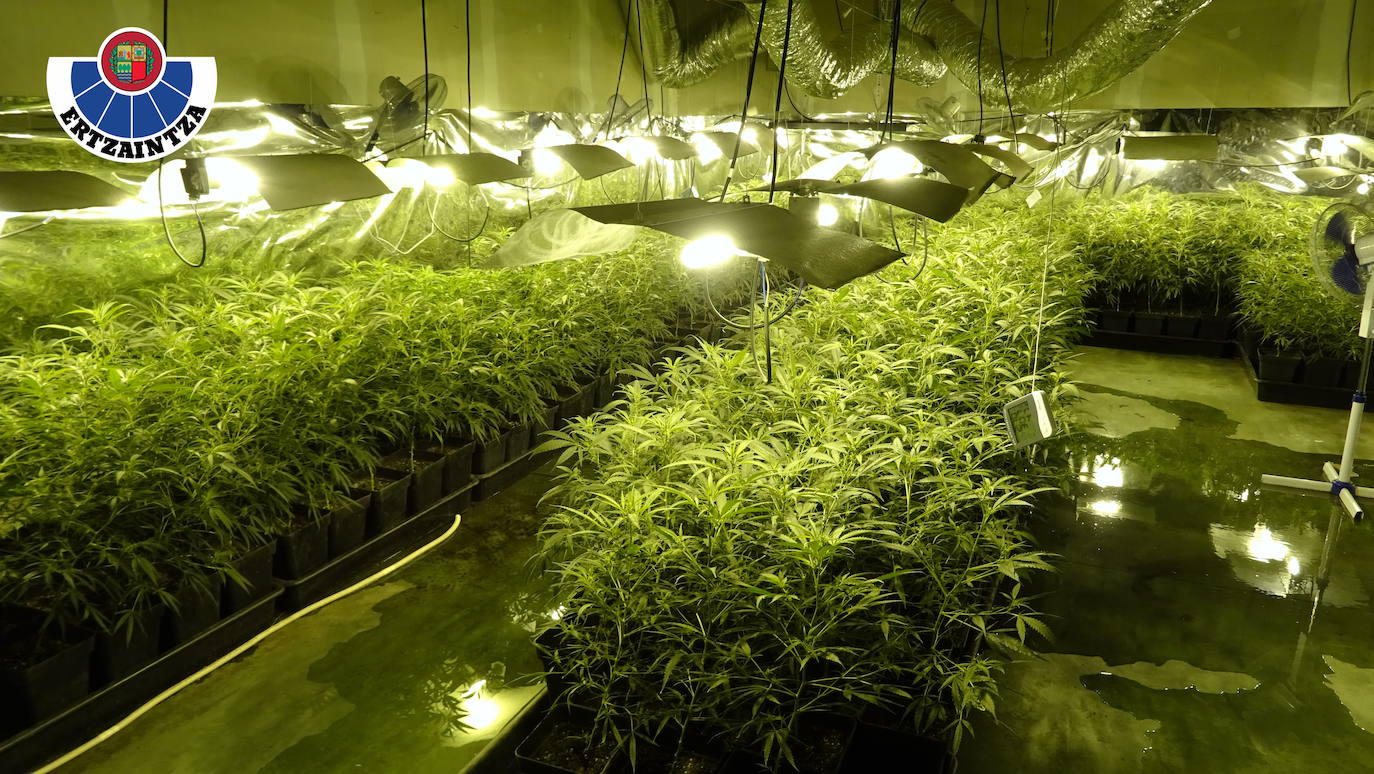 Desmantelan una plantación con más de mil ejemplares de marihuana en Trapagaran