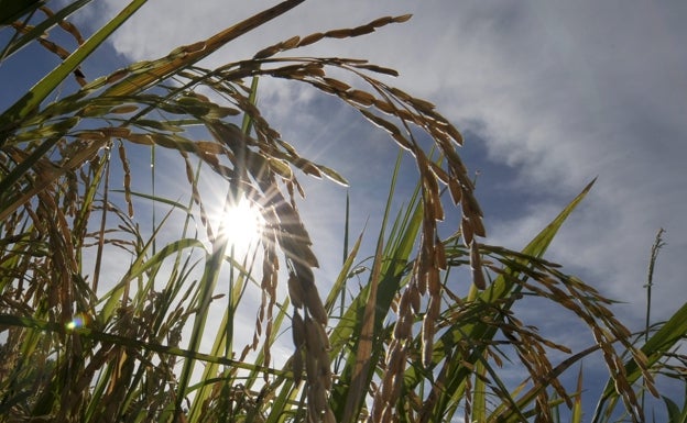 La sequía amenaza con dejar en barbecho el 50% de la producción de arroz en España