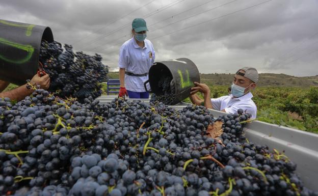 La Denominación Rioja califica como 'muy buena' la cosecha de 2021